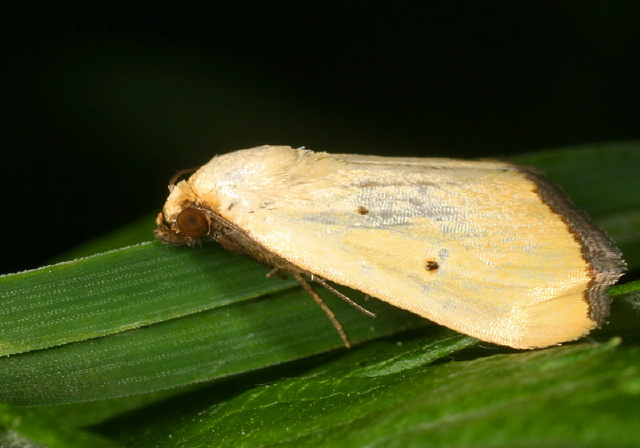 Marimatha nigrofimbria Noctuidae