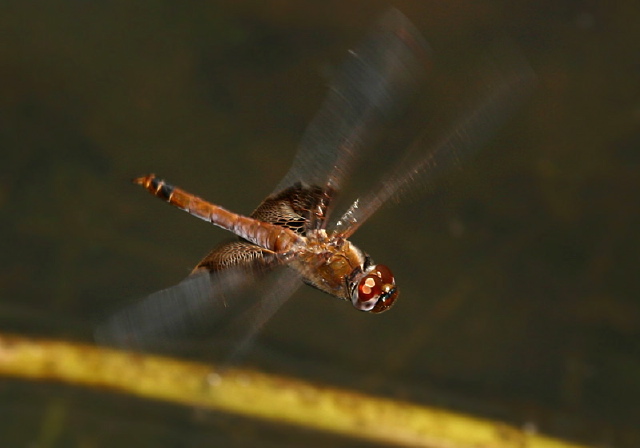 Tramea carolina Libellulidae