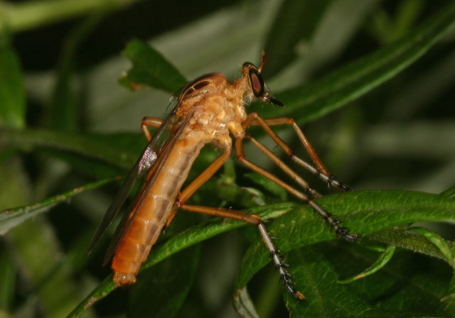 Diogmites neoternatus Asilidae