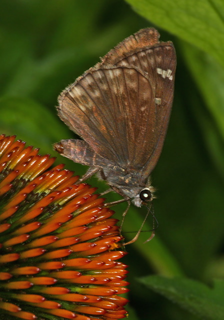 Erynnis horatius Hesperiidae