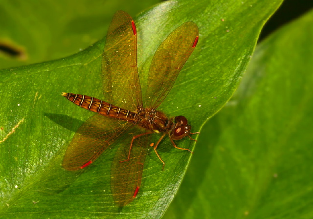 Perithemis tenera Libellulidae