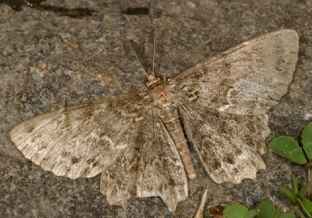 Epimecis hortaria Geometridae