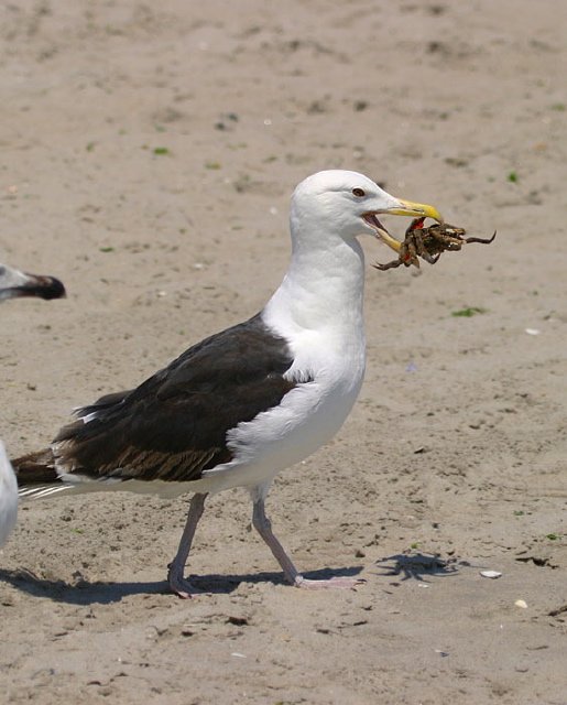 Larus marinus Laridae