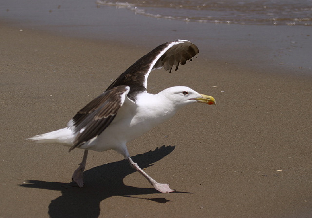 Larus marinus Laridae