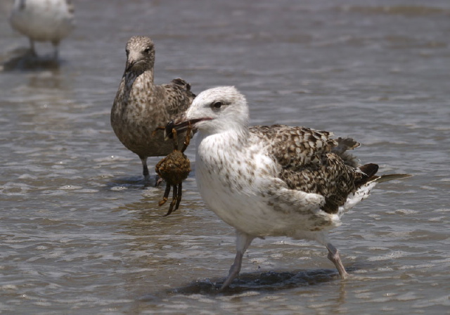 Larus marinus Laridae