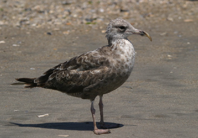 Larus argentatus Laridae