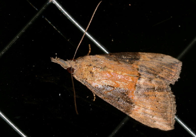 Hypena scabra Erebidae