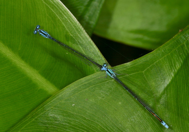 Enallagma traviatum Coenagrionidae