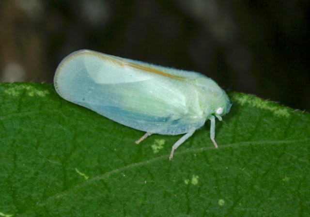 Ormenoides venusta Flatidae