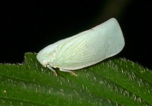 Anormenis chloris Flatidae