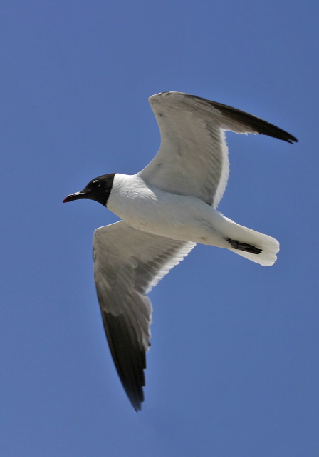 Larus atricilla Laridae