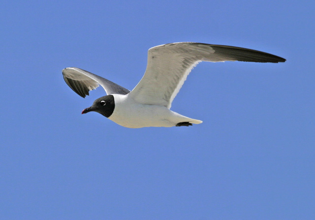 Larus atricilla Laridae