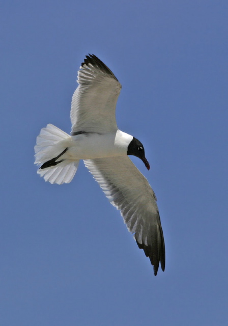 Larus atricilla Laridae