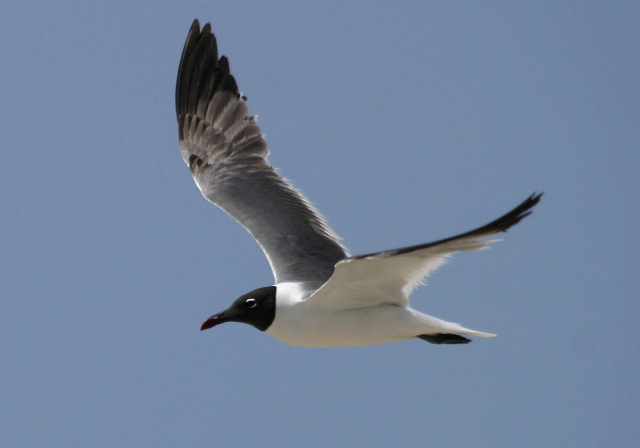 Larus atricilla Laridae