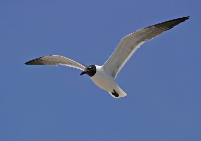 Larus atricilla Laridae