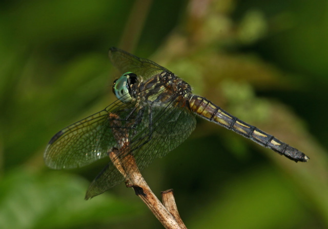 Pachydiplax longipennis Libellulidae
