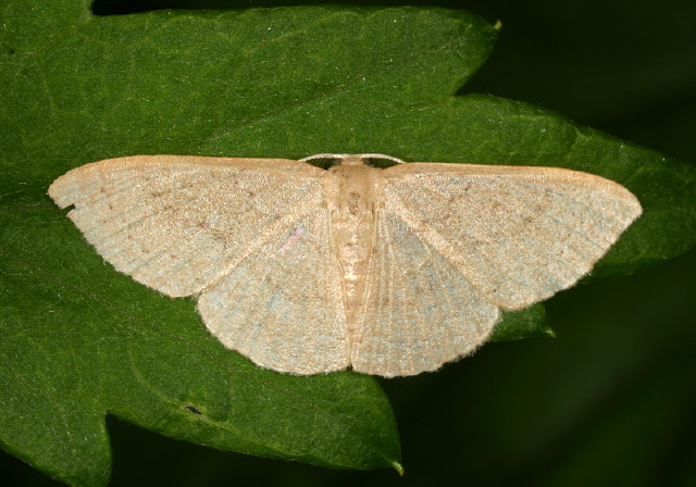 Pleuroprucha insulsaria Geometridae