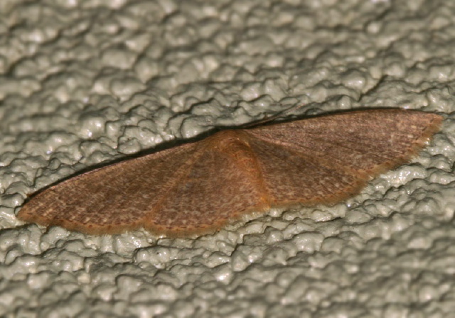 Pleuroprucha insulsaria Geometridae