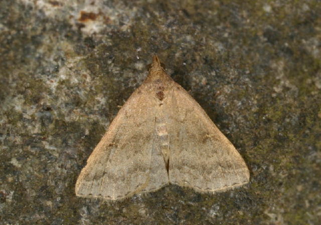 Tetanolita floridana Erebidae