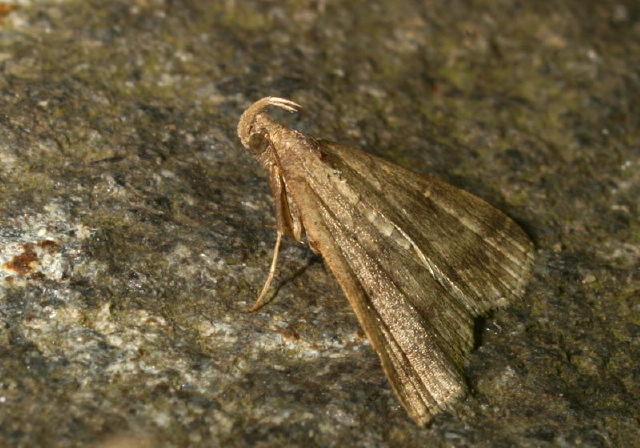 Tetanolita floridana Erebidae