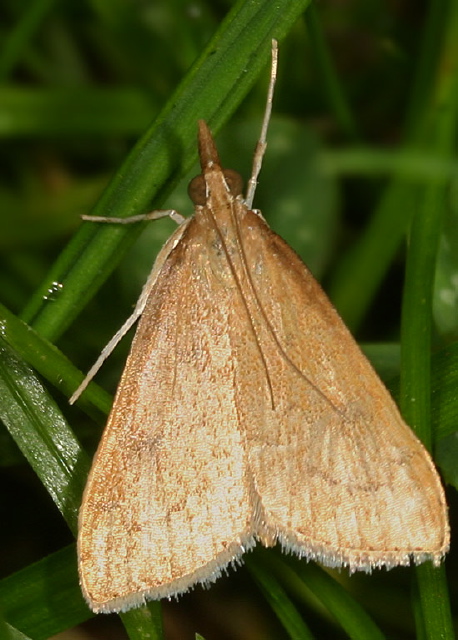 Udea rubigalis Crambidae