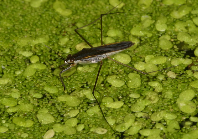 Gerris sp. Gerridae