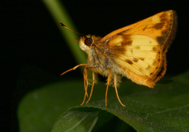 Poanes zabulon Hesperiidae