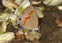 calycopis_img_3670