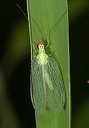 chrysopa_img_3494