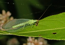 chrysopa_img_3503