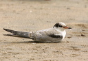 common_tern391