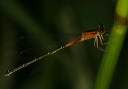 easternforktail711