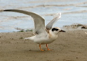 forster_s_tern427
