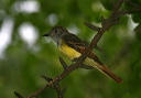 greatcreastedflycatcher435