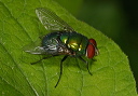 greenbottlefly443
