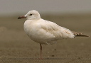 laughing_gull2518