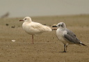 laughing_gull479