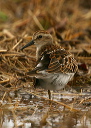 leastsandpiper653