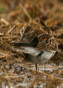 leastsandpiper654