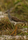 lesseryellowlegs560