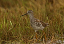 lesseryellowlegs573
