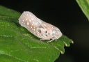 metcalfa_img_3451