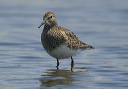 pectoralsandpiper347