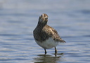 pectoralsandpiper348