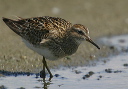 pectoralsandpiper357