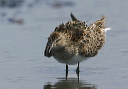 pectoralsandpiper386