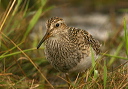 pectoralsandpiper532