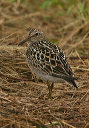 pectoralsandpiper536