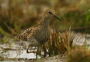 pectoralsandpiper594