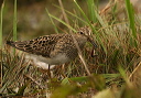 pectoralsandpiper606